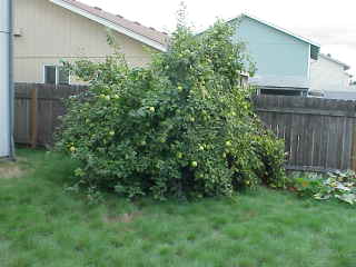 Karyn's Pear Tree.
