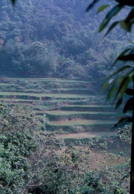 Taiwan Terraced Fields.