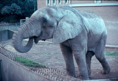 Roman Elephant.