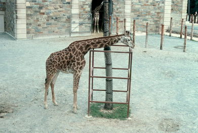 Washington Zoo giraffe.