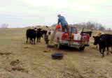 Filling feed tubs.