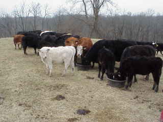 Herd enjoying feed.