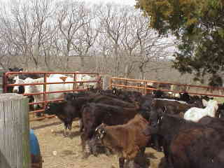 Calves and cows.