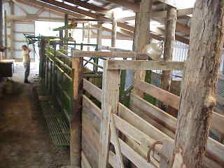 Barn weighing.