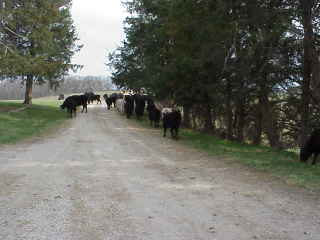 Cows returning down driveway.