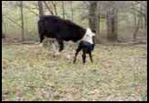 Calf walking.