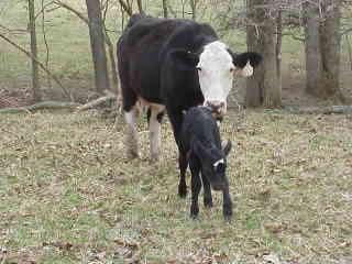 Momma cow and calf.