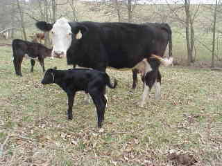 Calves Investigate.