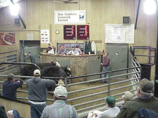 New Cambria Livestock Auction.