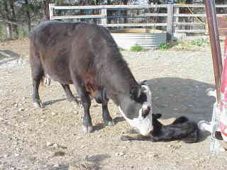 662 and calf.