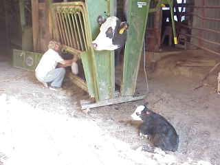 Bev milking 662.