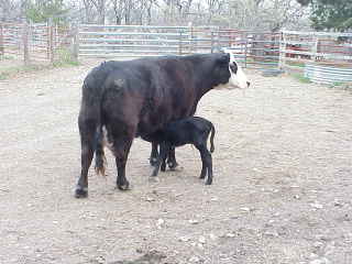 662 and calf.