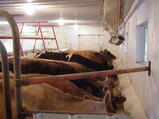 Dairy Cows.