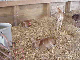 Young dairy calves.