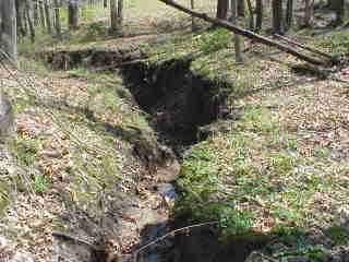 Ditch with calf.