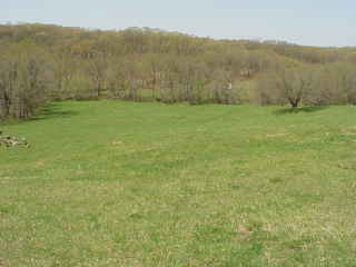 Lone cow pasture.