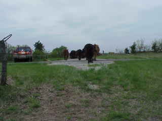 Herd crossing highway.