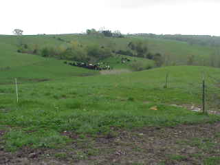 Herd in new pasture.