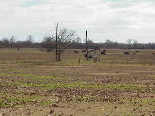 Oil well in pasture.