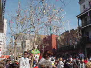 Tree on parade route.