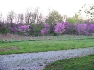 Trees in bloom.