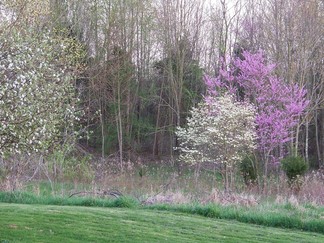 Trees in bloom.