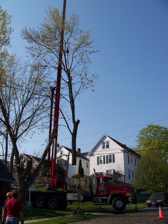 W. Erie Tree Removal.