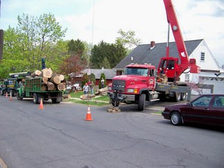 W. Erie Tree Removal.