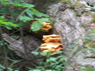 Buffalo Mountain Preserve, VA.