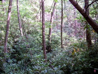 War Spur Loop, SUUSI 2010, Mountain Lake Wilderness, VA.