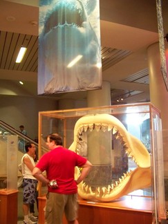 North Carolina Museum of Natural Sciences, Raleigh, NC.