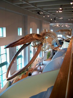 North Carolina Museum of Natural Sciences, Raleigh, NC.