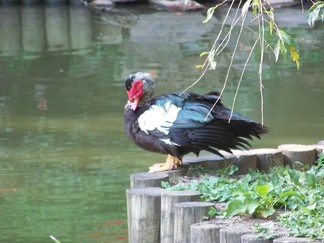 Duke Gardens, Durham, NC.