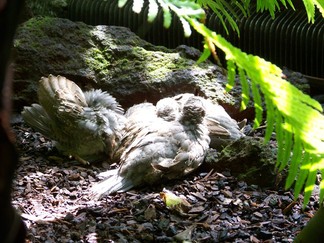 Atlanta Botanical Garden, GA.