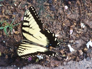 Atlanta Botanical Garden, GA.