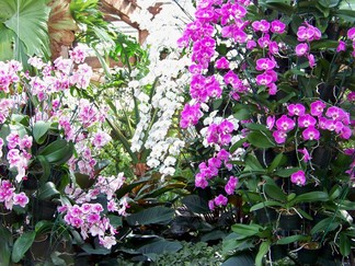 Atlanta Botanical Garden, GA.