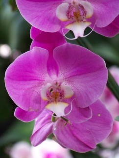 Atlanta Botanical Garden, GA.