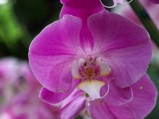 Atlanta Botanical Garden, GA.