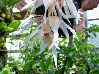 Atlanta Botanical Garden, GA.
