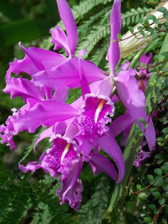 Atlanta Botanical Garden, GA.