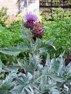 Atlanta Botanical Garden, GA.