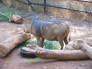 Zoo Atlanta, GA.