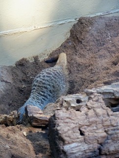 Zoo Atlanta, GA.