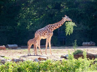 Zoo Atlanta, GA.