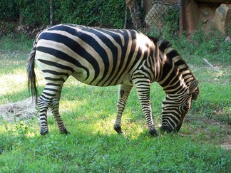 Zoo Atlanta, GA.