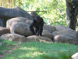 Zoo Atlanta, GA.