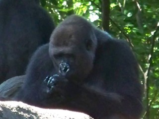 Zoo Atlanta, GA.