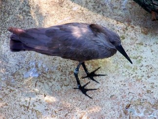 Zoo Atlanta, GA.