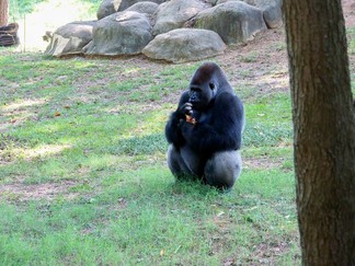 Zoo Atlanta, GA.