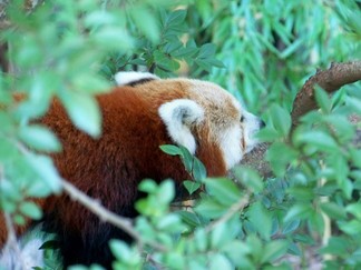 Zoo Atlanta, GA.